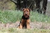 AIREDALE TERRIER 137